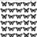 butterflies-jpg